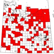 saskatchewan wild boars