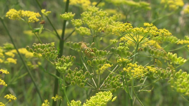 Close-up of wild parsnip plants with yellow flowers