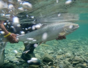 hi-atlantic-salmon