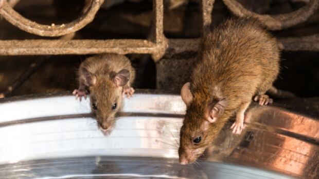 4 tips to prevent a rat infestation in your home cbc news 4 tips to prevent a rat infestation in your home cbc news