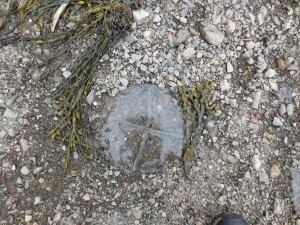 hi-white-cross-jellyfish