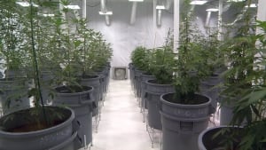 Marijuana plants at Delta 9, a medical marijuana growing facility in Winnipeg