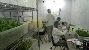 Drying room at Delta 9, medical marijuana growing facility in Winnipeg