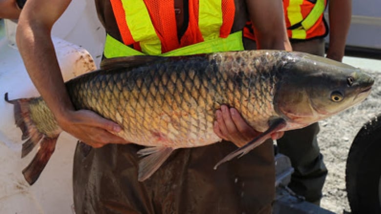 A city workers holds a large grass carp, one of four species of invasive carp from Asia that biologists warn could rewrite freshwater ecosystems on a catastrophic level.