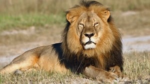 Zimbabwe Lion Killed