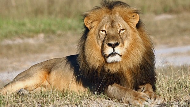 Zimbabwe Lion Killed