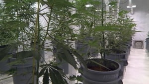 Marijuana plants in one of the growing rooms at Delta 9