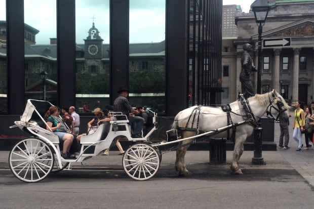 Caleche Horse Montreal