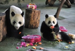 Yuan Yuan and Yuan Zai