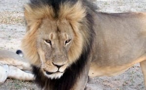 Zimbabwe Lion Killed
