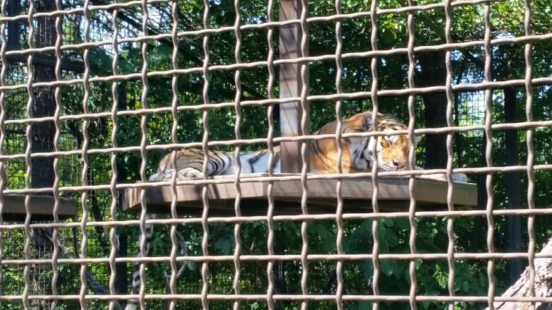 Big Cat Week celebrates wild felines at Assiniboine Park ...