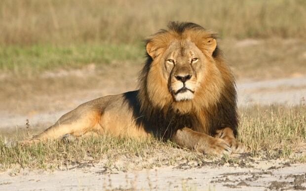 Cecil the lion