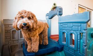 Irrelevant Show - Dog Salon