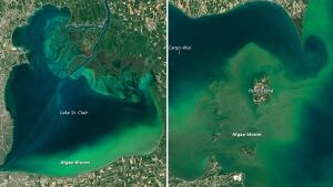 Lake Erie, Lake St. Clair Algae bloom
