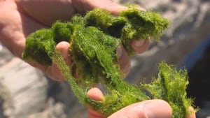 Cowichan River algae