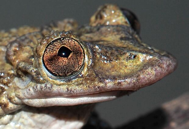 Greening's frog