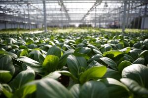 Lufa greenhouse in Ahuntsic