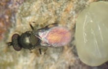 Oobius agrili non-stinging parasitic wasp fights emerald ash borer eggs
