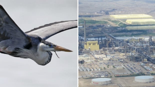 AER charges Syncrude for deaths of 31 great blue herons