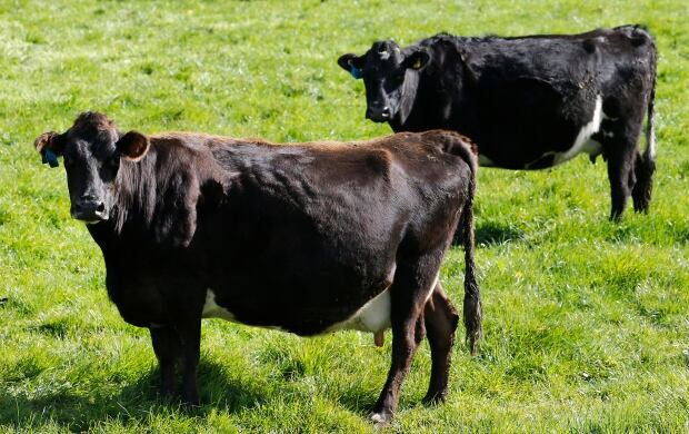 NZ-cows-TPP-trade