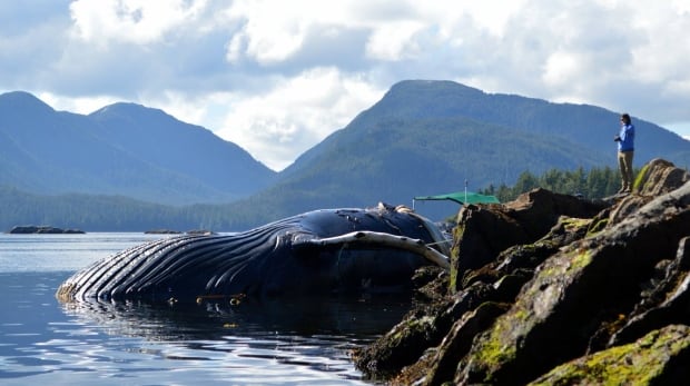 Dead humpback whale near Klemtu B.C.