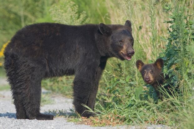 mother bear and cub