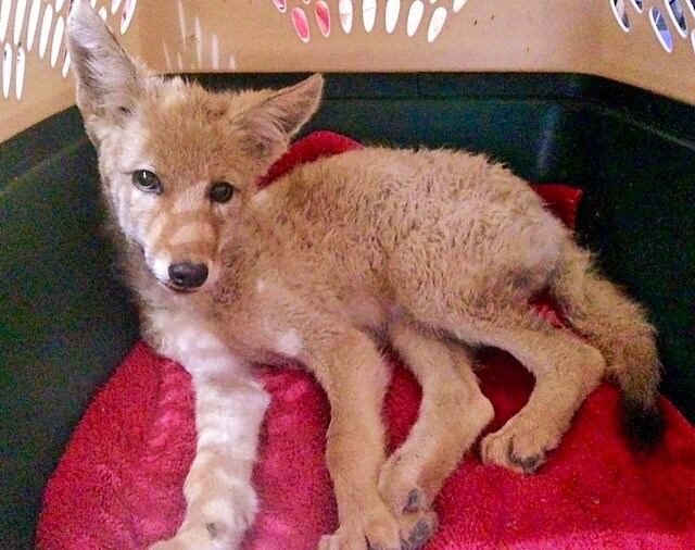 coyote puppy coyote puppy