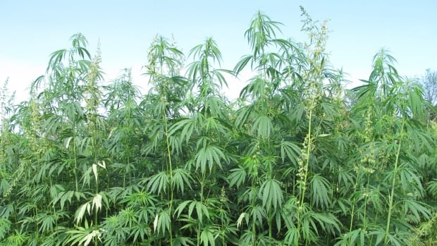 Canada Island Green Cannabis Canada Island Green Cannabis