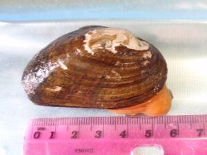 brook floater mussel