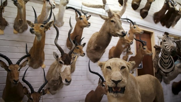 How animals help humans essay