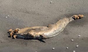 Bears feed on fin whale carcass, Alaska