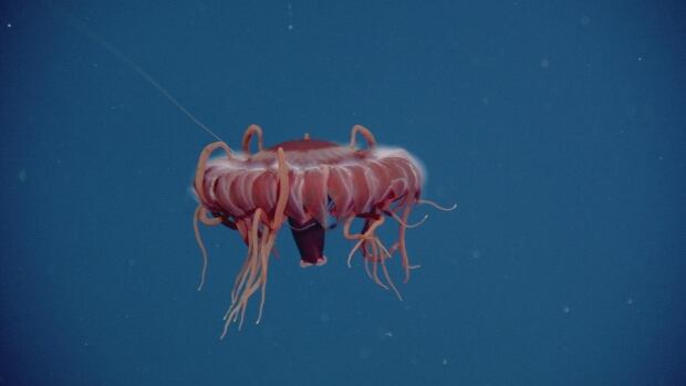Jellyfish