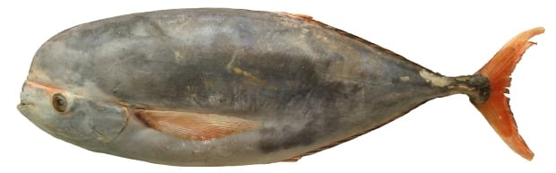 Louvar fish Luvaris imperialis