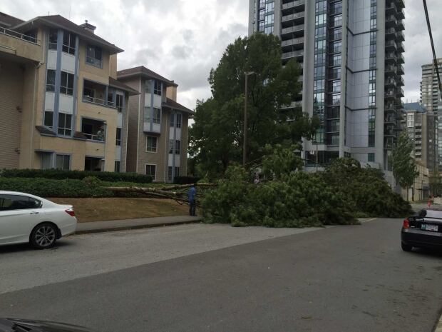 Downed Tree Coquitlam
