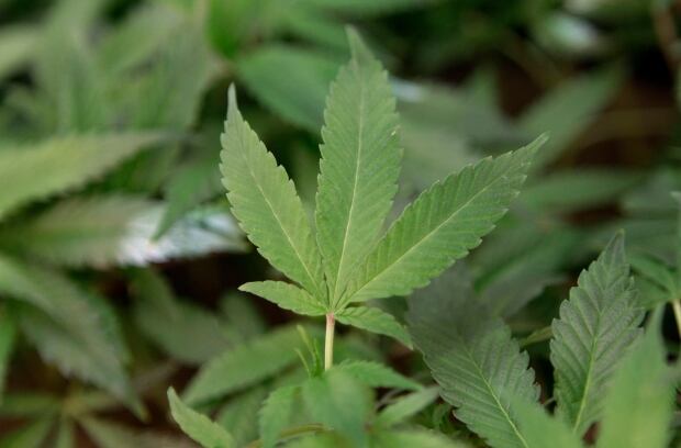 weed