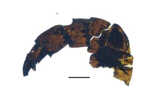 Sea scorpion leg