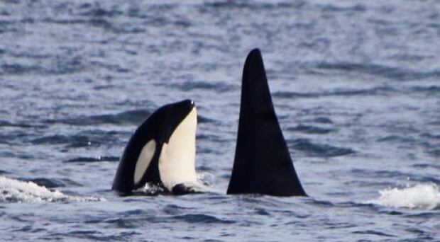 J50 female baby orca