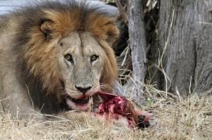 TANZANIA lion