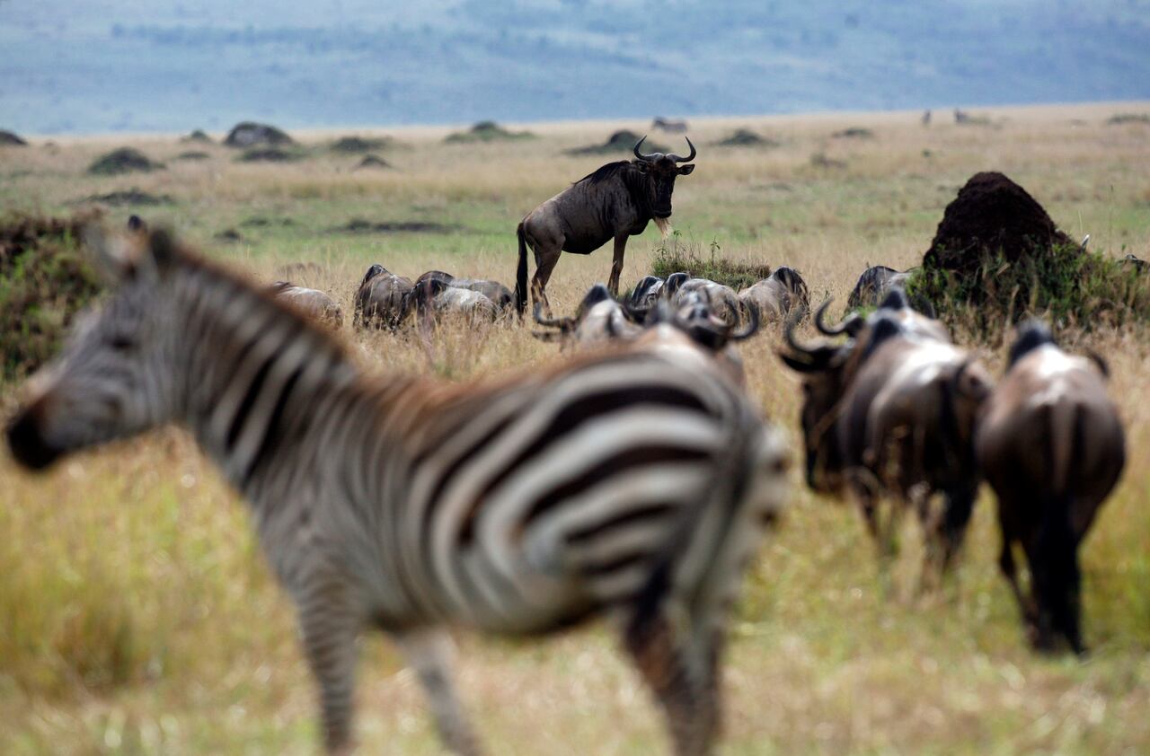 how numbers help prey species how numbers help prey species