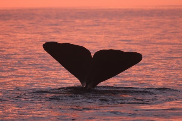 Female sperm whale