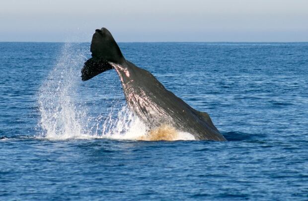 Sperm Whales-Orange County