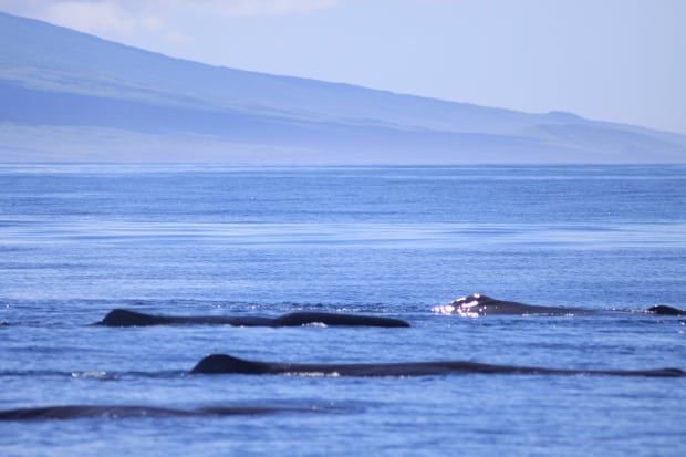 Sperm whales near Galapagos