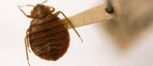 Bed bugs