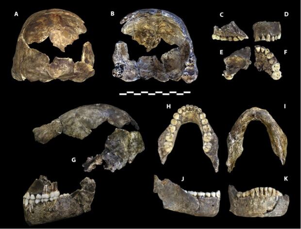 homo-naledi-skull-jaw