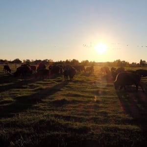 Fort Whyte Alive bison, buffalo, sunset