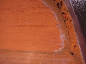 Flying drone image of P.E.I. potato field
