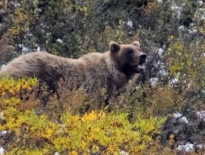 Travel-Denali Photo Package