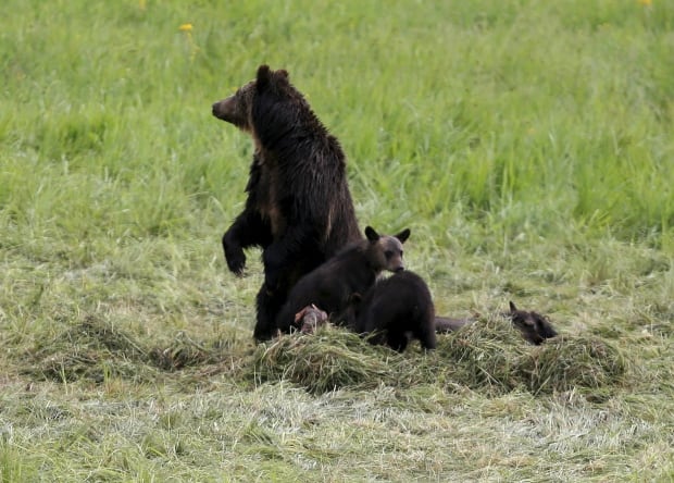 Grizzly with cubs