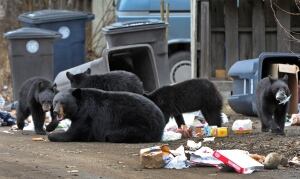 Campground Closed Bears