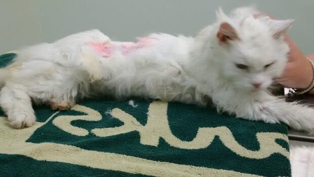 Fuzz, euthanized cat mistaken as stray in Halifax, sent